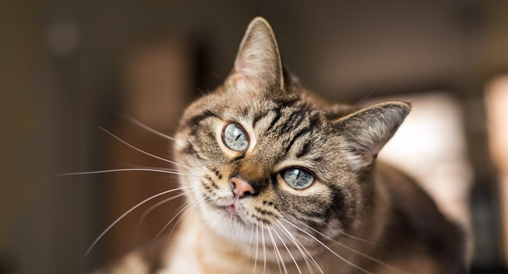 What Is Catnip And How Does It Work? Emisha Wellness