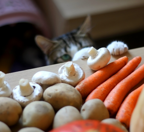 Cats know that food like mushrooms can indeed be medicine. In this blog we'll talk about cat & dog gut health and how ginger & Manuka honey can support a healthy gut.  