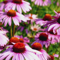 Echinacea