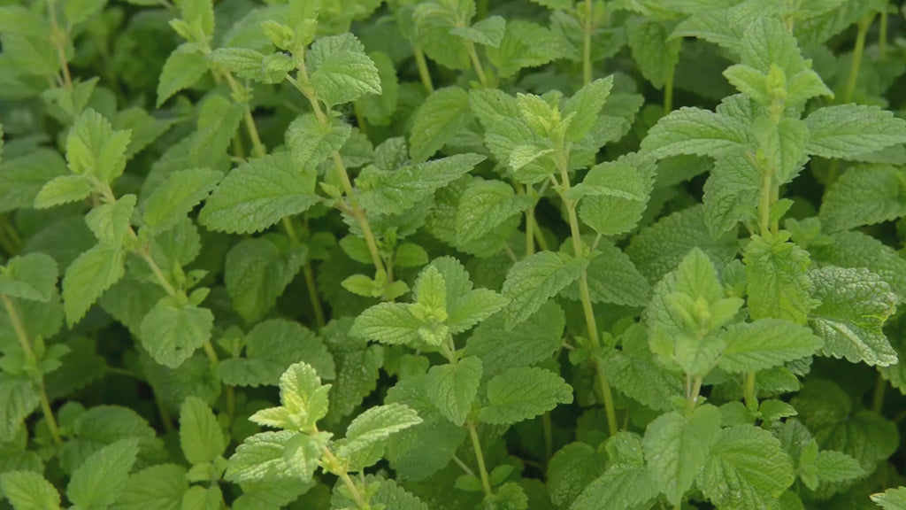 Family to mint, lush, green Lemon Balm sways with the wind with the sunlight gently touching them. 