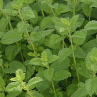 Family to mint, lush, green Lemon Balm sways with the wind with the sunlight gently touching them.