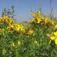This is a peaceful and relaxing video of St. John's Wort in a meadow. A monarch butterfly floats by and the the birds sings in the background.