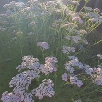 This video shows the lovingly cared for Yarrow that is in our wound powder. With a kiss of the sun from above.
