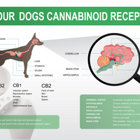 This slide discusses the CB1 & CB2 receptors in their central nervous system.
