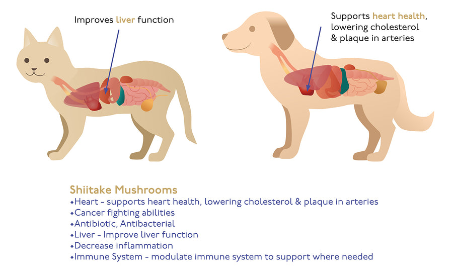 This is a diagram of the benefits of shiitake mushrooms for cats and dogs. It diagrams how shiitake improves liver function, supports heart health, lowers cholesterol, has cancer fighting abilities, is antibacterial, decreases inflammation & modulates the immune system where necessary. 