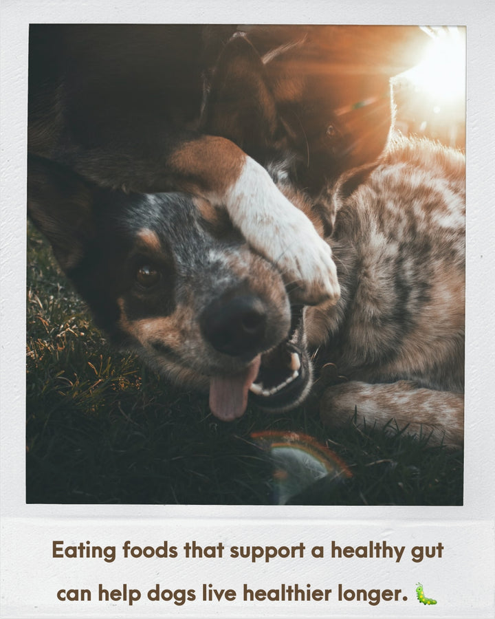 This picture shows two dogs playing in a wrestling match and looking healthy with the sunlight behind them. They are helping to introduce the concept that diet can support a healthy gut and help dogs, cats & humans live healthier, longer. 