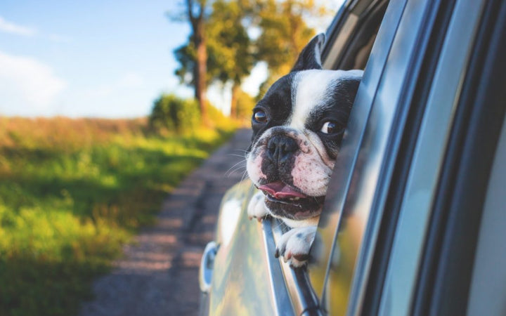 How to Road Trip with Your Dog – Top 4 Tips