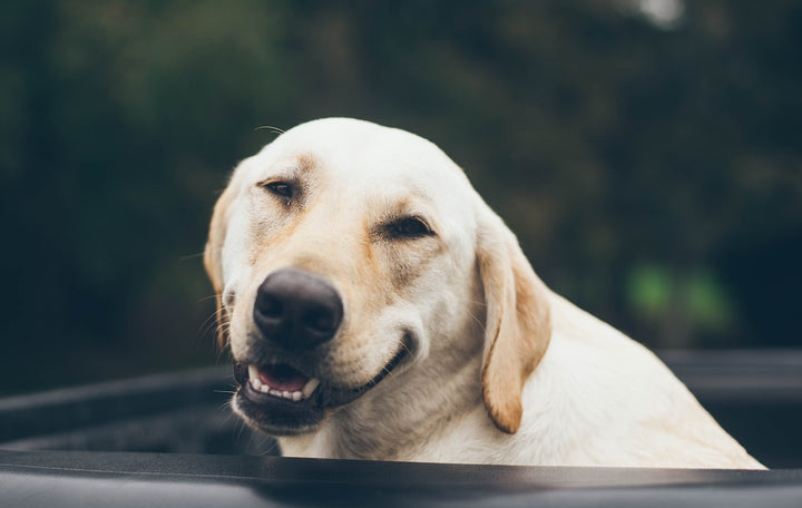 Hemp CBD Oil Helps Dogs with Arthritis