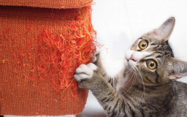 Stopping Your Cat’s Destructive Scratching