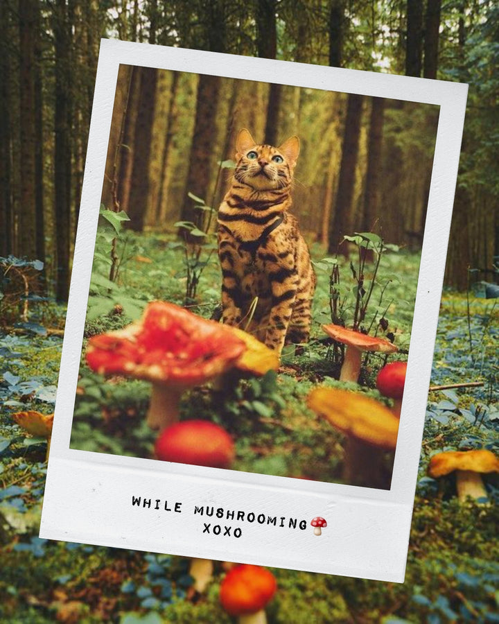 This is an adorable picture of a cat in the forest finding and hanging in a mushroom grove. Did you know mushrooms are delicious and great to add in a cat's diet? 