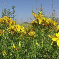 This is a peaceful and relaxing video of St. John's Wort in  a meadow. A monarch butterfly floats by and the the birds sings in the background. 