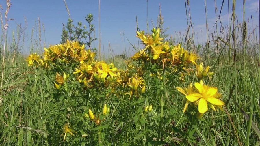 This is a peaceful and relaxing video of St. John's Wort in  a meadow. A monarch butterfly floats by and the the birds sings in the background. 