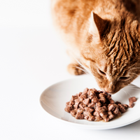 This picture shows how easy it is to mix mushroom powders into moist cat food. Plus added bonus shiitake is beloved by cats because of its savory umami flavor. 
