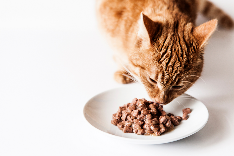 This picture shows how easy it is to mix mushroom powders into moist cat food. Plus added bonus shiitake is beloved by cats because of its savory umami flavor. 
