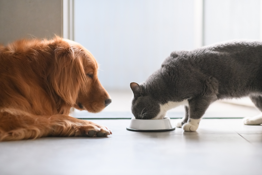 Each of our teas are made for cats and dogs. Adding these tea to dry or moist food is easy.